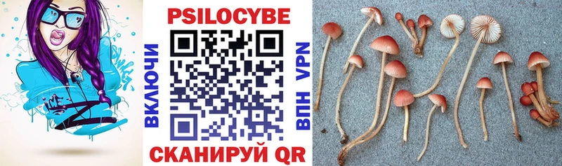 Галлюциногенные грибы Psilocybe  Купить  Ленинск 